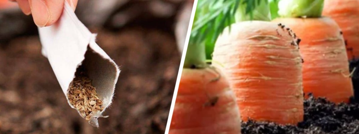 Как белорусам вырастить большую и сочную морковь? Вот что стоит сделать во время и после посева — Полезно