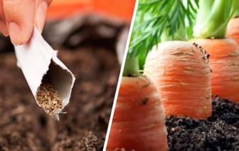 Как белорусам вырастить большую и сочную морковь? Вот что стоит сделать во время и после посева — Полезно