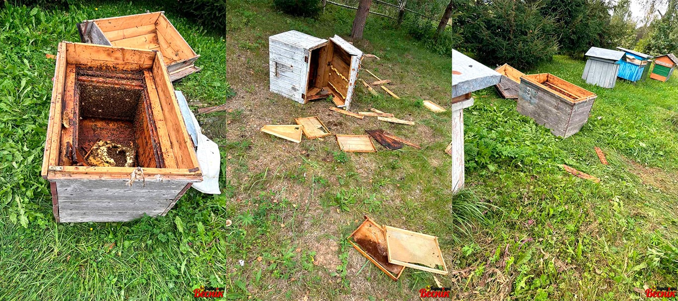 Медведь безобразничает в Городокском районе — разорил пасеку. Фото «Гардоцккі веснік»