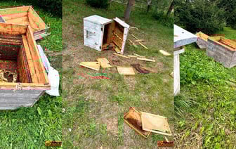 Медведь безобразничает в Городокском районе — разорил пасеку