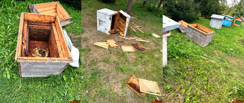 Медведь безобразничает в Городокском районе — разорил пасеку