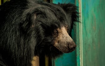 Во Флориде заметили депрессивного медведя — полиция просит не фотографироваться с ним и не кормить его