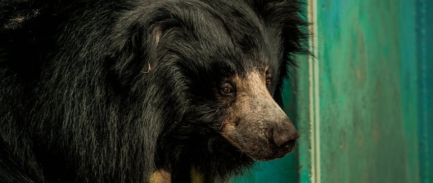 Во Флориде заметили депрессивного медведя — полиция просит не фотографироваться с ним и не кормить его