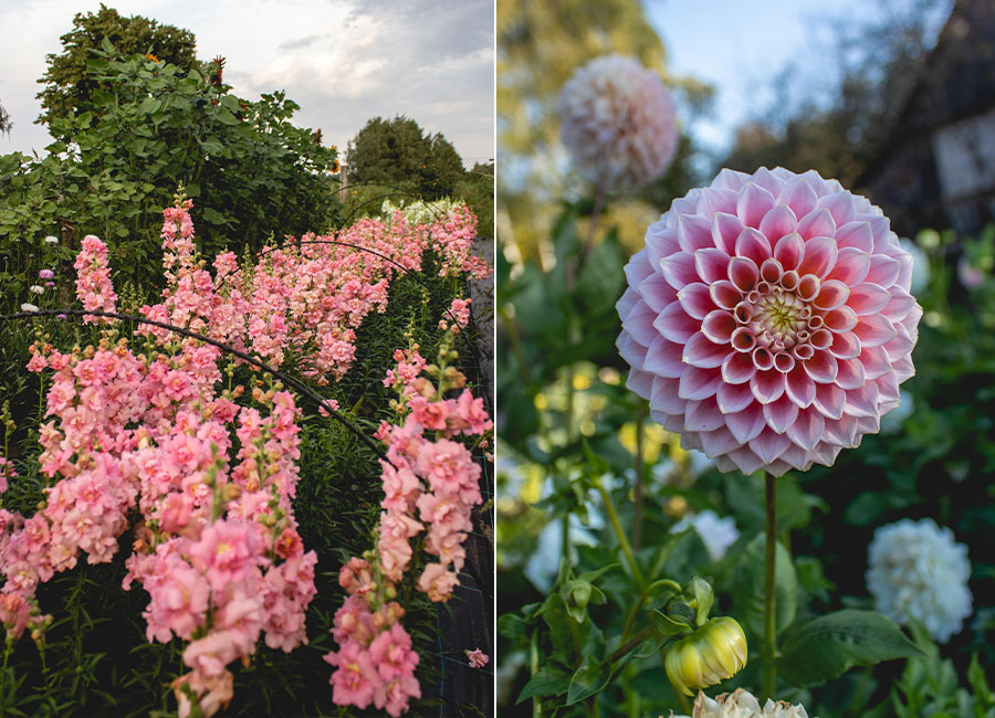 Уже на обложке Vogue: как белоруска содержит собственную цветочную ферму