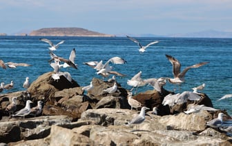 Все леса Витебищны открыты для грибников и ягодников