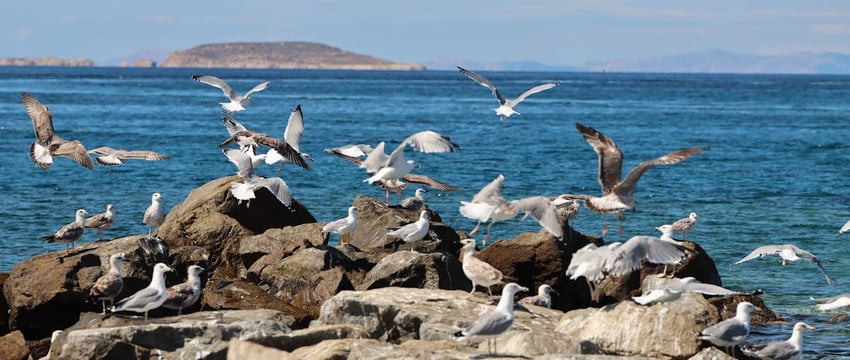 Все леса Витебищны открыты для грибников и ягодников