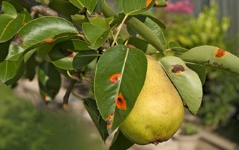 На листьях груши появились ржавые пятна? Эти 4 домашних средства могут спасти урожай — Полезно