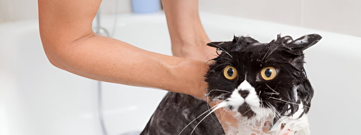 Почему нельзя мыть кошек? Ветеринар назвала только 4 исключения — Полезно