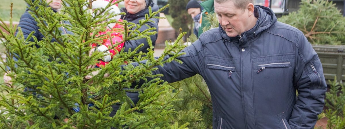 Стало известно, когда в Гродно начнут работу елочные базары