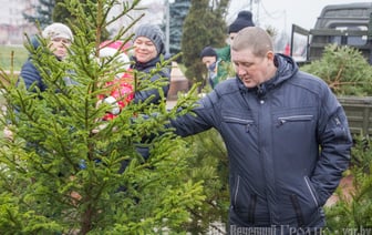 Стало известно, когда в Гродно начнут работу елочные базары