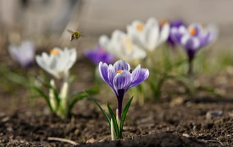 Уже цветут знаменитые крокусы напротив витебской ратуши