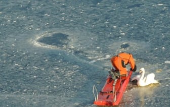 В Бресте спасли лебедя, вмёрзшего в лёд