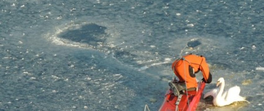 В Бресте спасли лебедя, вмёрзшего в лёд