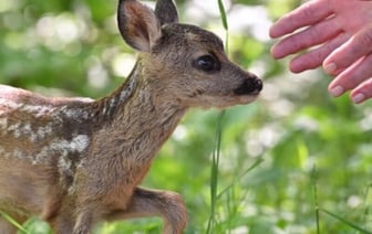 За помощь диким животным в Беларуси можно получить штраф – узнали, в каком случае