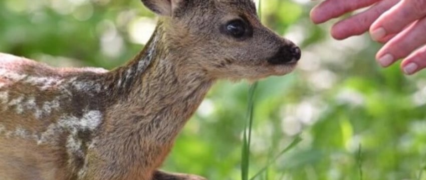 За помощь диким животным в Беларуси можно получить штраф – узнали, в каком случае