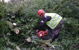 В Беларуси вследствие падений деревьев во время урагана погибло семь человек