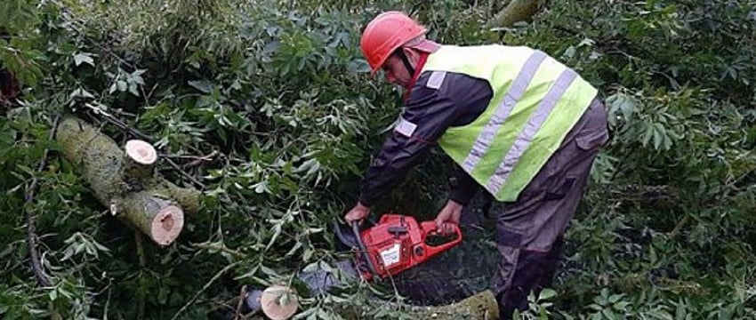 В Беларуси вследствие падений деревьев во время урагана погибло семь человек