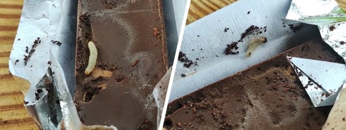 «Шевелится!» — В TikTok показали личинки моли в шоколаде белорусского производителя. Комментаторы оценили — Видео