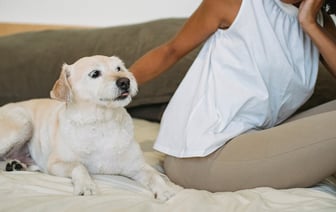 Meta готовится к увольнениям в понедельник