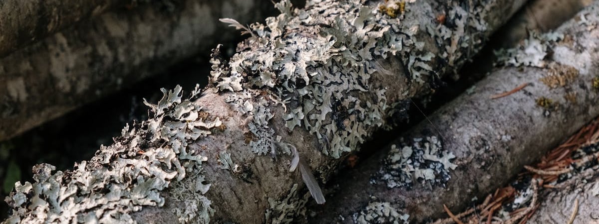 Минлесхоз снял запрет на посещение лесов. В каких 9 районах ввели ограничения? — Фото