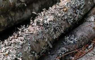 Минлесхоз снял запрет на посещение лесов. В каких 9 районах ввели ограничения? — Фото