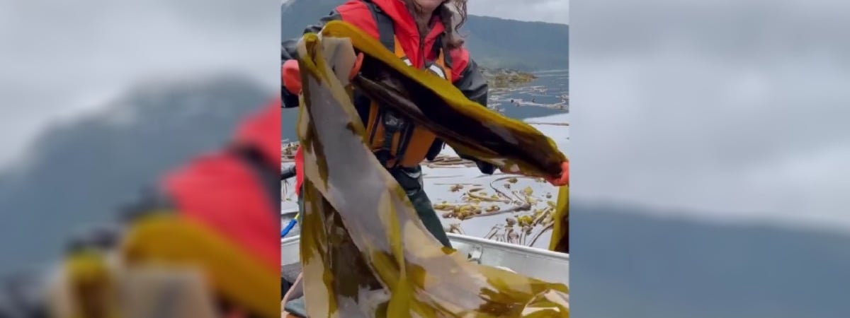 Популярное видео о сборе морской капусты на TikTok