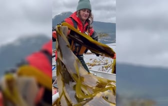 Популярное видео о сборе морской капусты на TikTok
