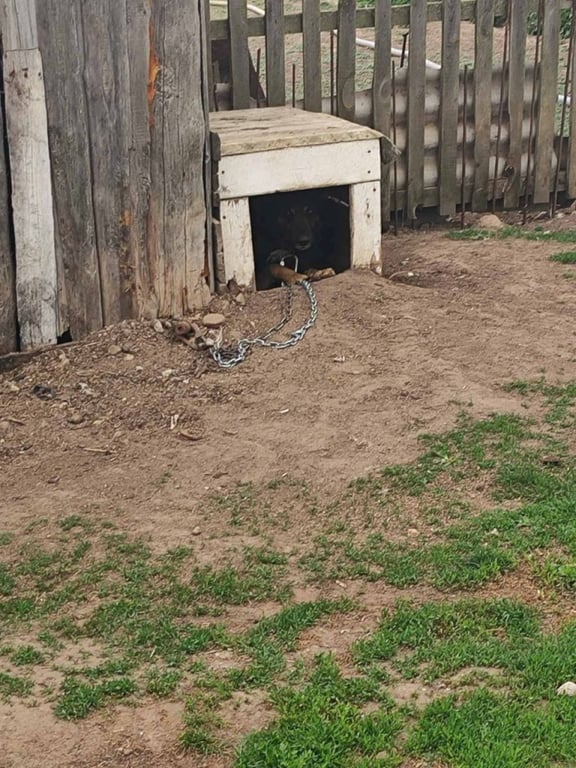 Еще одна добрая история: каменецкие спасатели помогли собаке, лапа которой застряла в карабине цепи