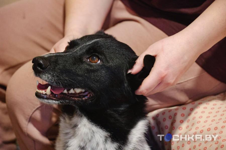 Девушка с инвалидностью спасает парализованных животных и делает им коляски