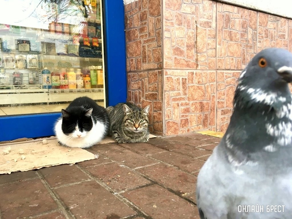 Фото носит иллюстративный характер