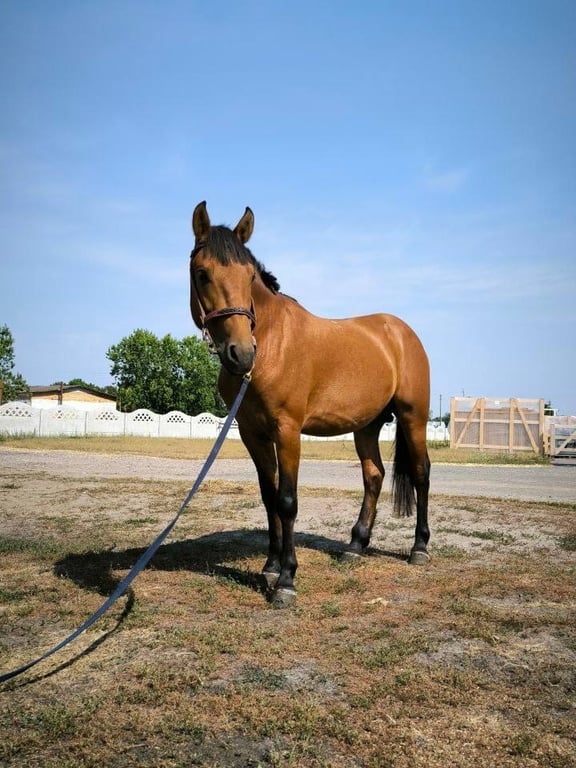 Президенту подарили двоих лошадей полесской породы