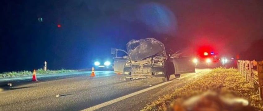 В Беларуси в аварии с лосем погиб пассажир легковушки