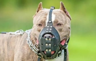 Новые требования для владельцев собак опасных пород в Беларуси