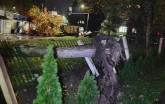 На Брестчине ветер валил деревья на машины и здания