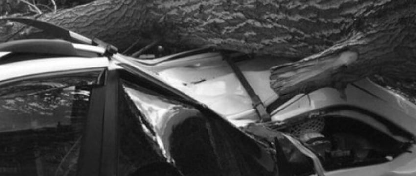 Мужчина сумел получить компенсацию за дерево, упавшее на авто во дворе