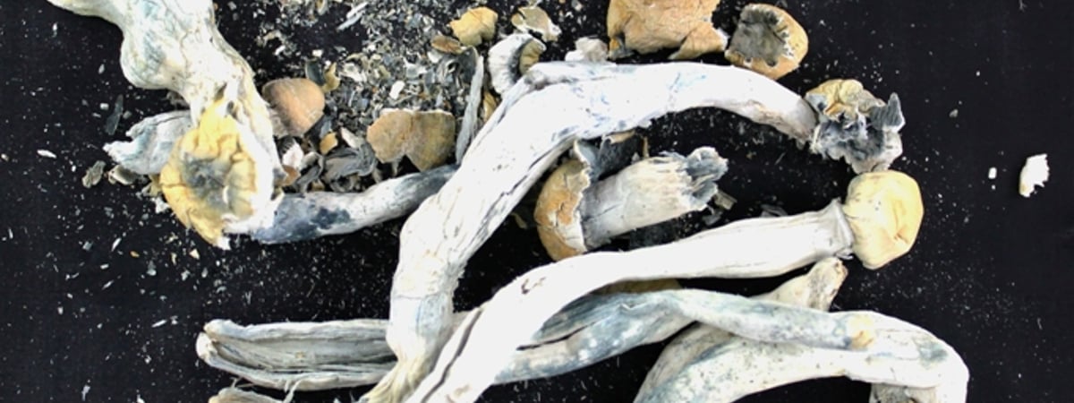 Пассажир вез через границу странные грибы — что было дальше