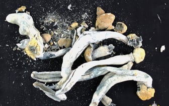 Пассажир вез через границу странные грибы — что было дальше