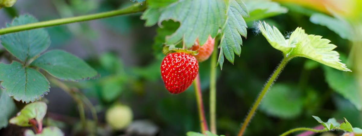 Клубника подешевела в белорусских магазинах на 6 рубля за неделю. Где можно купить уже по 4,9 рубля? — Видео