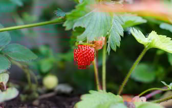 Клубника подешевела в белорусских магазинах на 6 рубля за неделю. Где можно купить уже по 4,9 рубля? — Видео