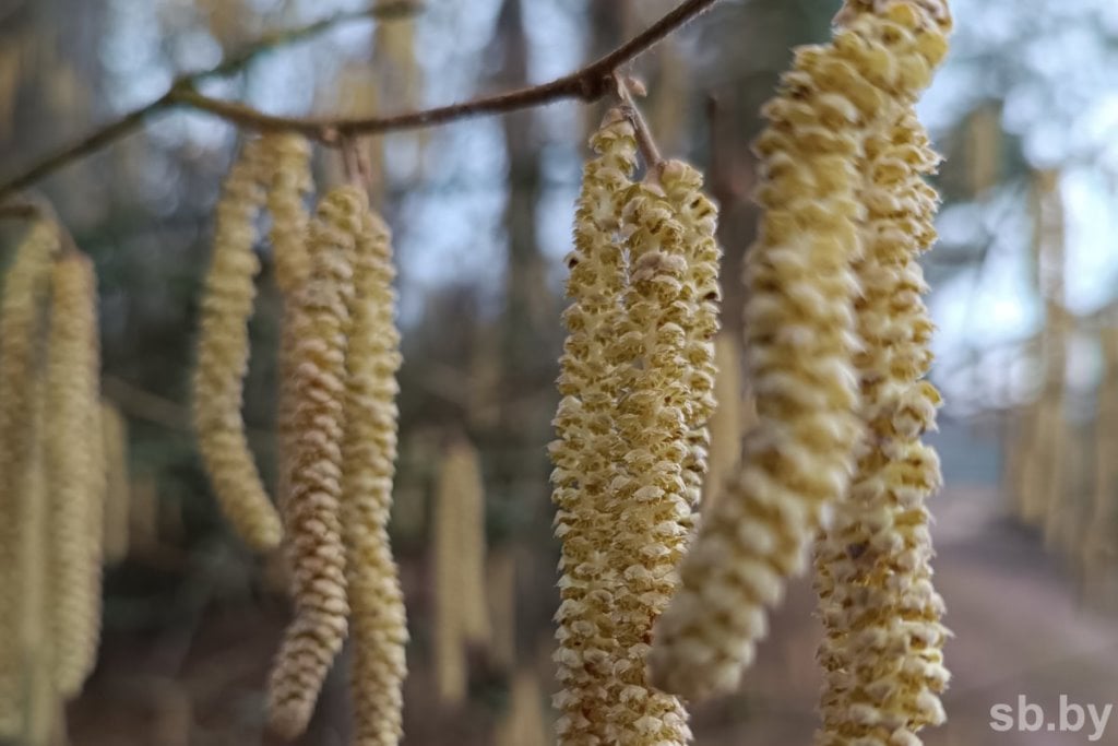 В Бресте зацвели первоцветы
