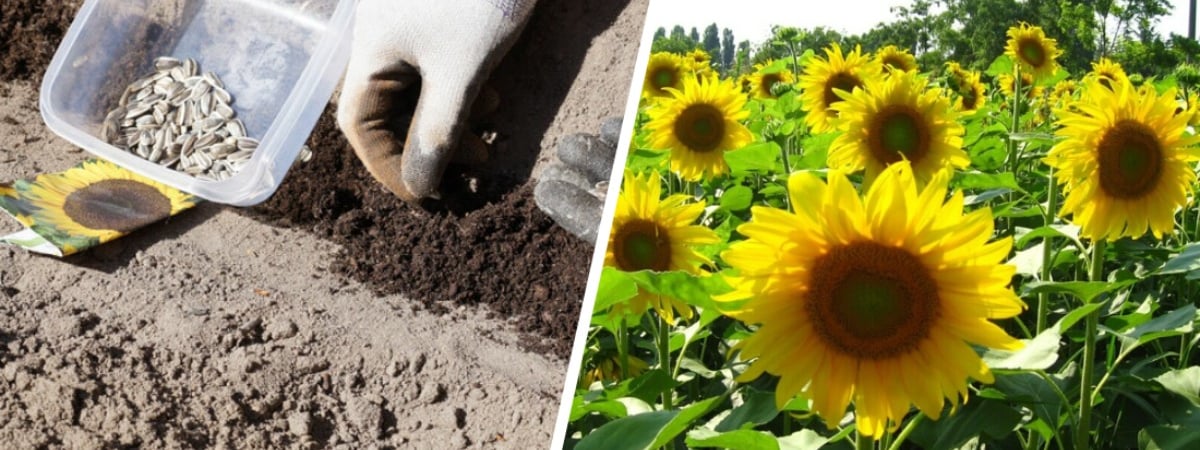 Когда сеять подсолнечник? Не забудьте сделать так, чтобы он порадовал богатым урожаем семечек — Полезно