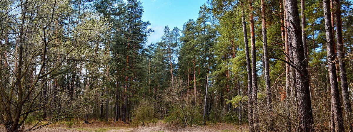 В Беларуси ввели первые в 2024 году ограничения на посещение лесов. Где? — Полезно