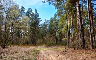 В Беларуси ввели первые в 2024 году ограничения на посещение лесов. Где? — Полезно