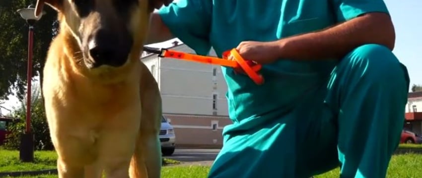 В Беларуси собаке установили сразу два бионических протеза