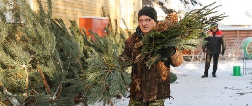 Названы цены на новогодние елки в Беларуси – от 5 рублей