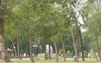 Узнали, какой город в Беларуси самый зелёный. Кто на первом месте?