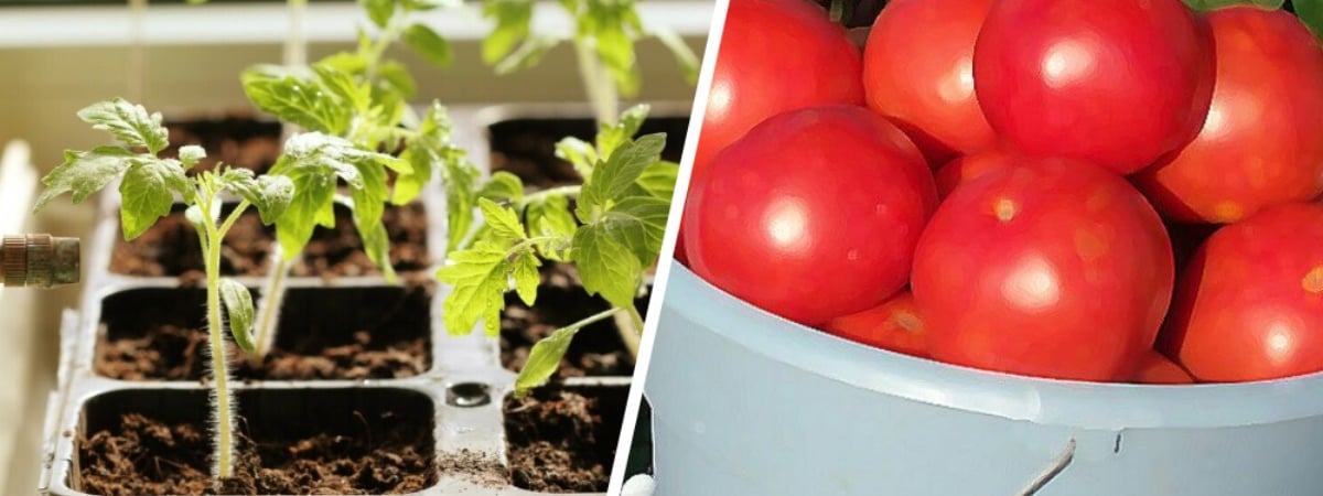 Достаньте из холодильника этот продукт и подкормите рассаду помидоров и перцев. Это поможет удвоить урожай — Полезно