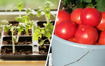 Достаньте из холодильника этот продукт и подкормите рассаду помидоров и перцев. Это поможет удвоить урожай — Полезно