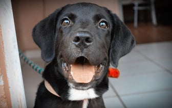 Пошел выгуливать собаку и заблудился: в Верхнедвиском районе спасателям пришлось выводить мужчину из леса