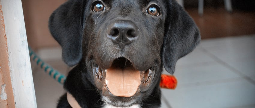 Пошел выгуливать собаку и заблудился: в Верхнедвиском районе спасателям пришлось выводить мужчину из леса